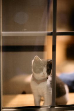 Pencerenin yanındaki sevimli kedi yavrusu.