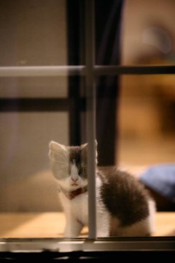 Pencerenin yanındaki sevimli kedi yavrusu.