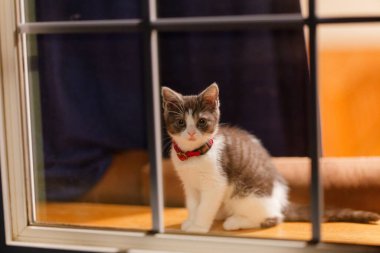 Pencerenin yanındaki sevimli kedi yavrusu.