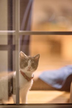 Pencerenin yanındaki sevimli kedi yavrusu.