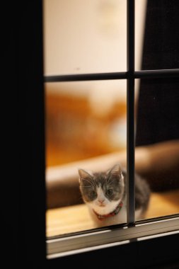 Pencerenin yanındaki sevimli kedi yavrusu.