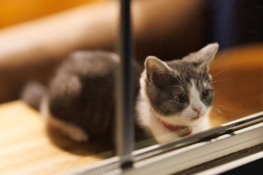 Pencerenin yanındaki sevimli kedi yavrusu.