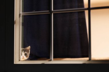 Pencerenin yanındaki sevimli kedi yavrusu.