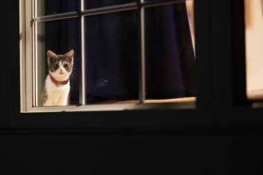 Pencerenin yanındaki sevimli kedi yavrusu.