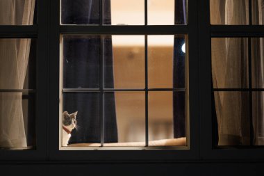 Pencerenin yanındaki sevimli kedi yavrusu.