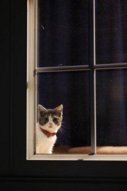 Pencerenin yanındaki sevimli kedi yavrusu.