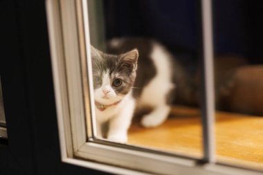 Pencerenin yanındaki sevimli kedi yavrusu.