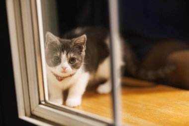 Pencerenin yanındaki sevimli kedi yavrusu.