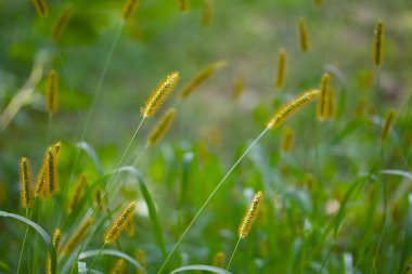Yazın Japonya 'da yeşil tilki kuyruğu