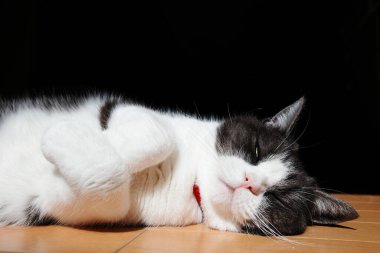 Kediyi kapat ve uzan.