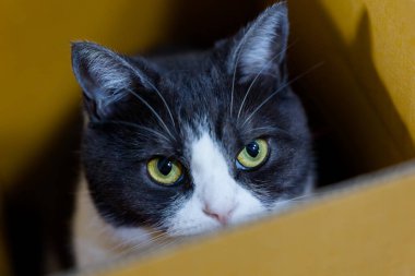 Bir kutu içinde şirin kedi