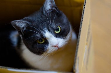 Bir kutu içinde şirin kedi