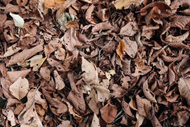 Sonbahar hokkaido 'sunda ölü yaprak