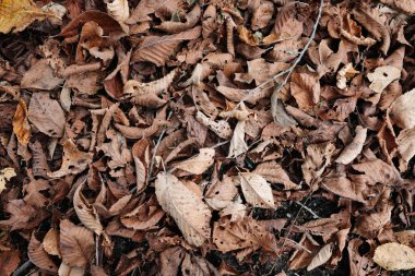 Sonbahar hokkaido 'sunda ölü yaprak