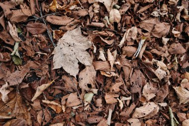 Sonbahar hokkaido 'sunda ölü yaprak