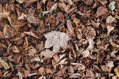 Sonbahar hokkaido 'sunda ölü yaprak