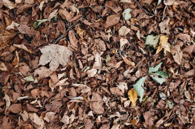 Sonbahar hokkaido 'sunda ölü yaprak