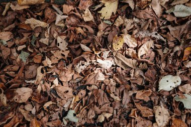 Sonbahar hokkaido 'sunda ölü yaprak