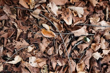 Sonbahar hokkaido 'sunda ölü yaprak