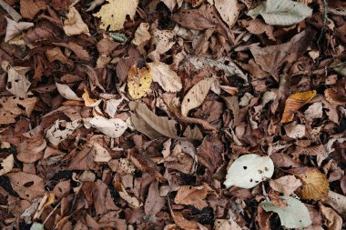 Sonbahar hokkaido 'sunda ölü yaprak