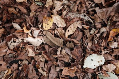 Sonbahar hokkaido 'sunda ölü yaprak