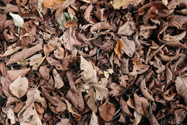 Sonbahar hokkaido 'sunda ölü yaprak