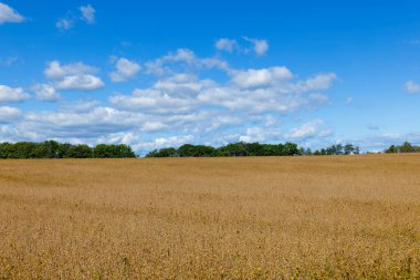 Hokkaido 'da sonbaharda soya tarlaları