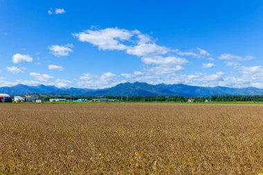 Hokkaido 'da sonbaharda soya tarlaları