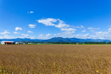 Hokkaido 'da sonbaharda soya tarlaları
