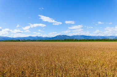 Hokkaido 'da sonbaharda soya tarlaları