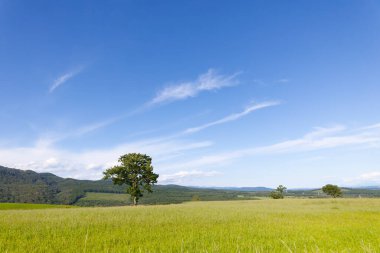 yeşil mera ve mavi gökyüzü
