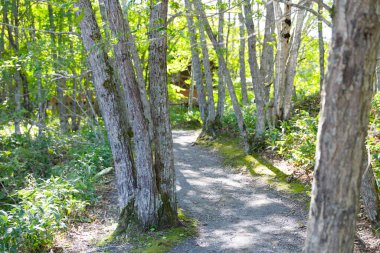 Taze yeşilliklerle çevrili bir gezinti alanı.