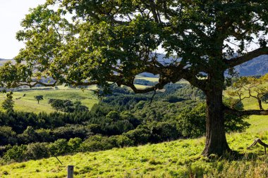 Büyük ve yeşil ağaçlar,