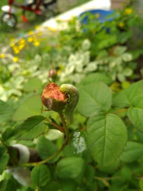 Caterpillar Mamestra brassicae pembe gül bud yakın çekim yiyecek.