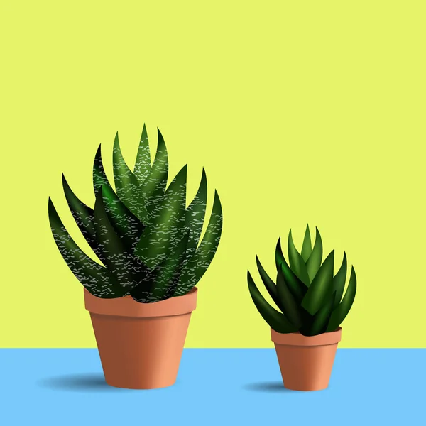 yuvarlak tencere iki succulents 3D kümesi. Mavi Masa ve sarı arka plan üzerinde iç mekan bitkileri.