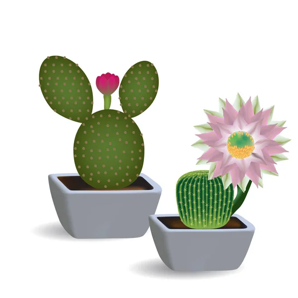 iki çiçekli kaktüs kare tencere 3D kümesi. Echinopsis çiçek açması çiçekli Beyaz zemin üzerinde ve succulents opuntia iç mekan bitkileri.
