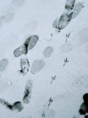 Şehrin karda farklı pistlerde. Kuşlar, hayvanlar ve insanlar izleri. Kış ve şehrin sakinleri.