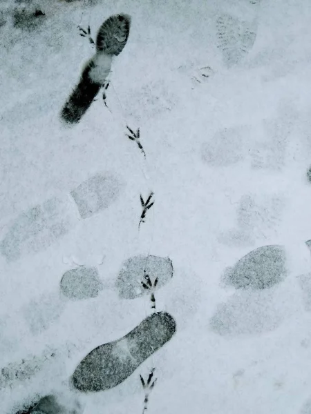 Winter and residents of the city. Different tracks on the snow in the city. Traces of crows, dogs and humans.