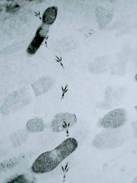 Winter Residents City Different Tracks Snow City Traces Crows Dogs — Stock Photo, Image