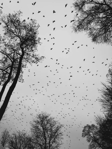 Large Flock Crows Flight Black White Photo Raven Sky Full — Stock Photo, Image