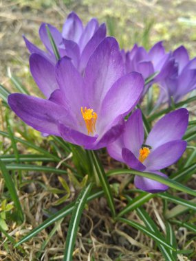 Bush safran çiçekleri. Bloom mor çiğdemler.