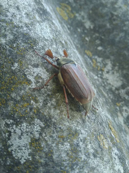 Escarabajo Europeo Cockchafer Trepando Por Pizarra — Foto de Stock