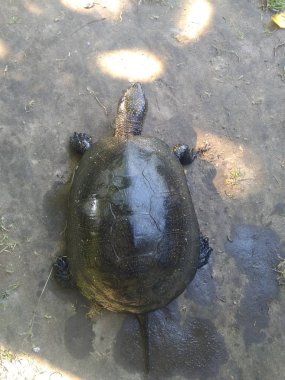 Avrupa bataklık kaplumbağası. Kara kabuk sürünen bir sürüngen.