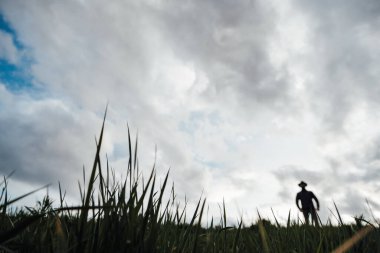 Eski avcı yürüyüşleri. Tüfek Avcısı Silhouetted in Beautiful Sunset or Sunrise. Avcı bataklıkta ve tarlada tüfeği hedefliyor