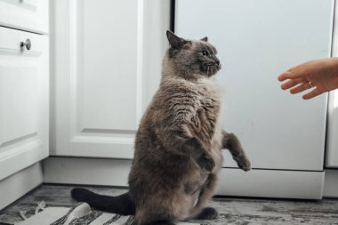 Kel göbekli, mavi gözlü gri şişman kedi bir erkeğin eliyle oynar..