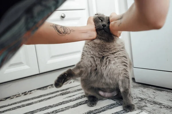 Gray Fat Cat Blue Eyes Bald Belly Plays Mans Hand — Stock Photo, Image