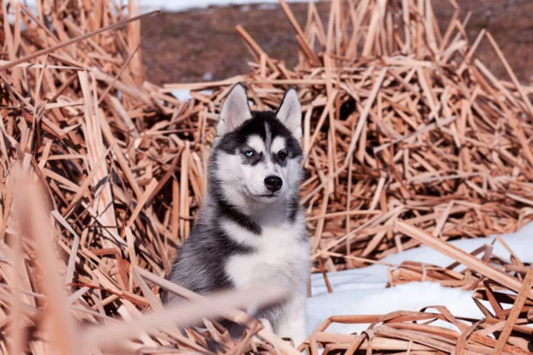 시베리안 허스키 강아지는 — 스톡 사진