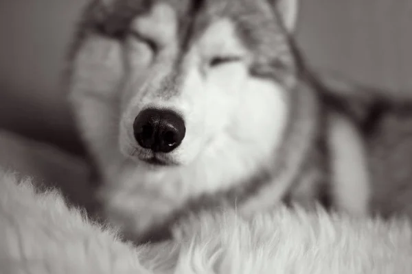 Nariz Perro Cerca Retrato Husky Siberiano —  Fotos de Stock