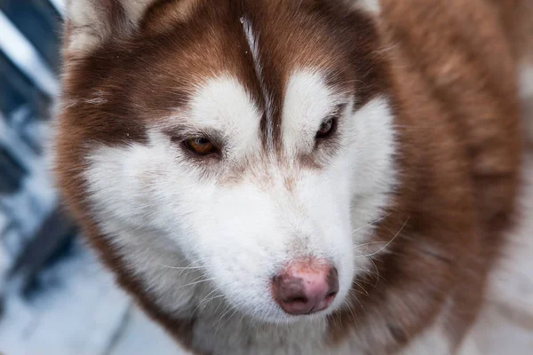 Retrato Husky Siberiano Perro Mayor —  Fotos de Stock