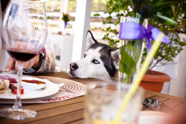 Dog begging for food. Husky at outdoor cafe.